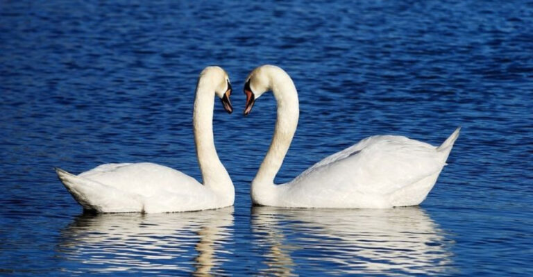 17 Most Loyal Animals In The World
