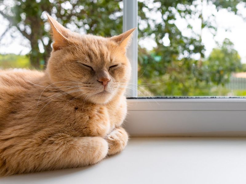 Cats