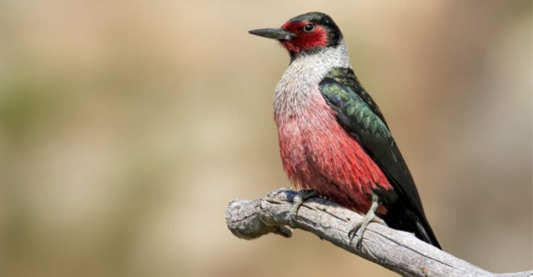 17 Must-Know Woodpeckers For Bird Lovers