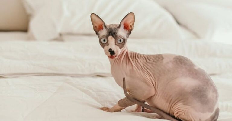 17 Perks Of Living With A Sphynx Cat That'll Melt Your Heart