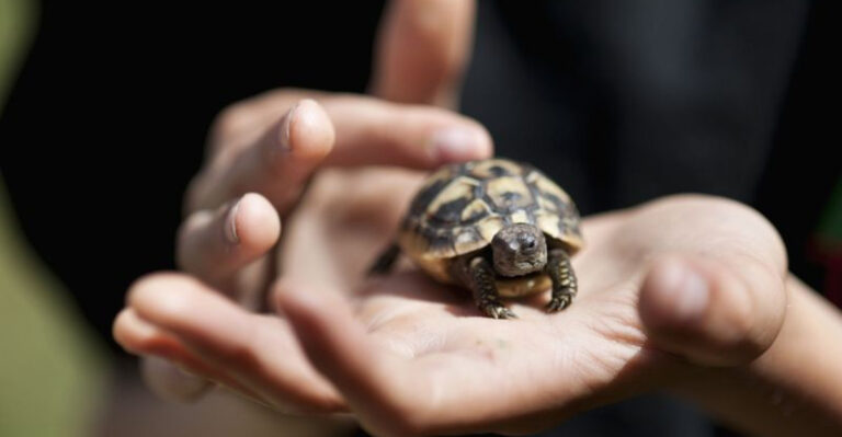 17 Pet Turtles That Can Outlive You (Are You Prepared For The Long Haul?)