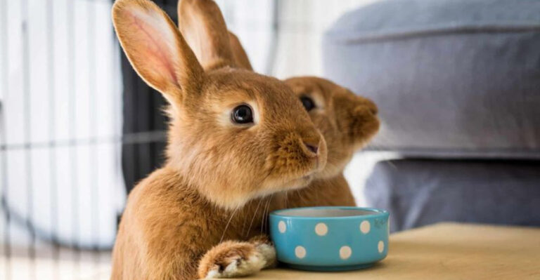 17 Pets Known For Their Incredibly Long Lifespans