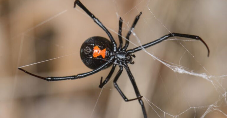 17 Poisonous Creatures Lurking In Nevada’s Deserts