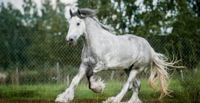17 Pros And Cons Of Owning A Shire Horse You Should Know
