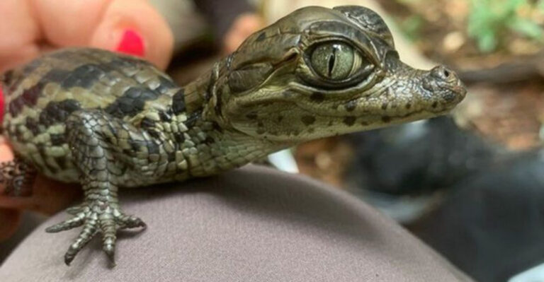 17 Rare Animals Rediscovered After Years Of Hiding Around The World