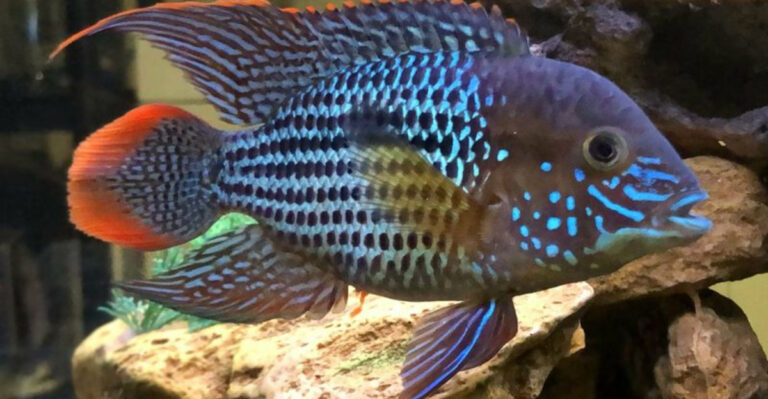 17 Reasons Cichlids Are The Coolest Fish In The World
