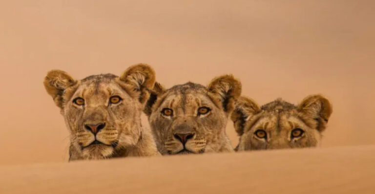 17 Reasons Namibia’s Desert Lions Are True Masters Of Survival