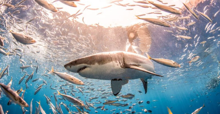 17 Reasons Sharks Are The Ocean’s Most Incredible Predators