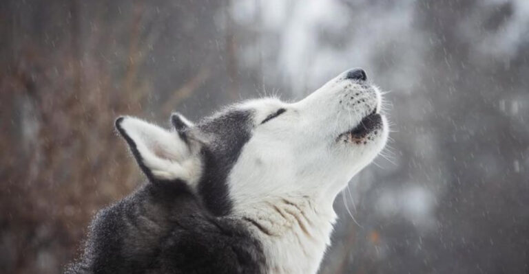 17 Reasons Siberian Huskies Are Unlike Any Other Dog