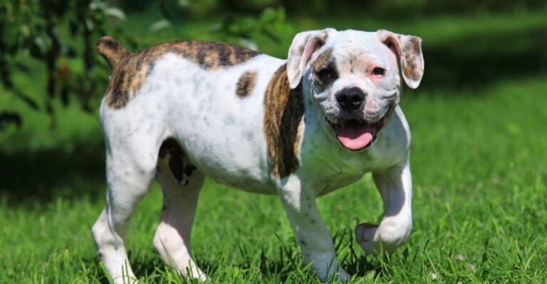 17 Reasons Why American Bulldogs Are Loved By So Many