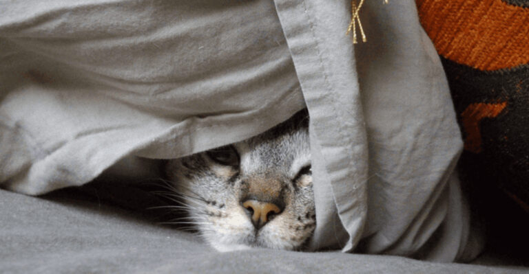 17 Reasons Why Cats Love To Hide So Much