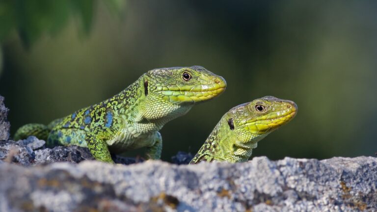 17 Reasons Why Lizards Are Far Cooler Than You Think