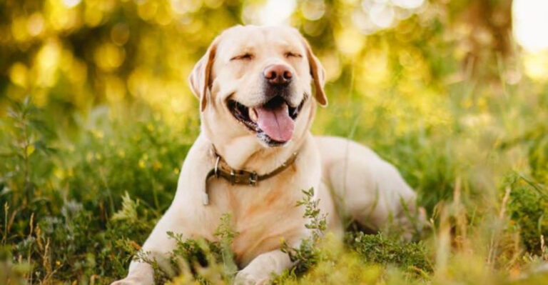 17 Smart Dogs That Instantly Pick Up On Your Body Language