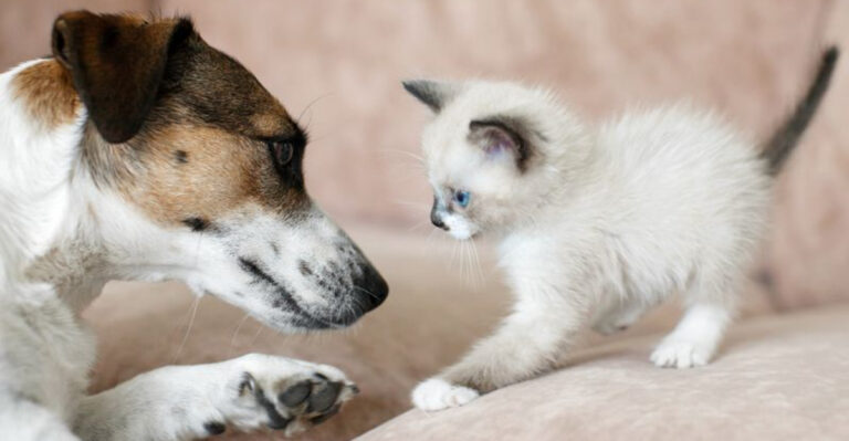 17 Smart Tips For Introducing Cats To Other Household Pets