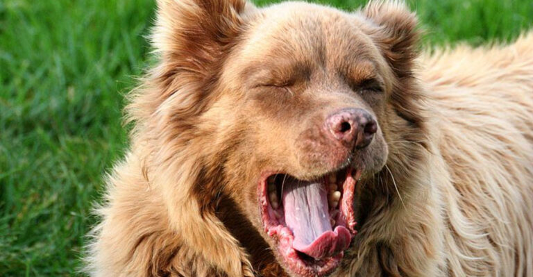 17 Sneaky Ways Your Dog Tries To Trick You (And They Work!)