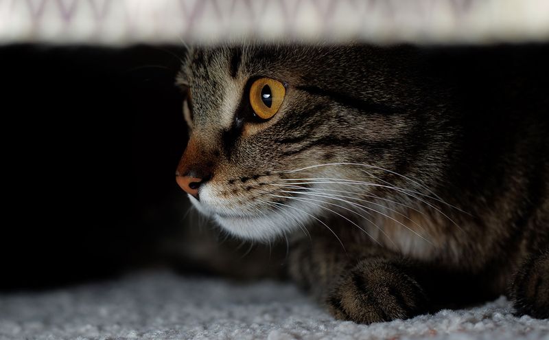 Cats Hiding In Weird Places