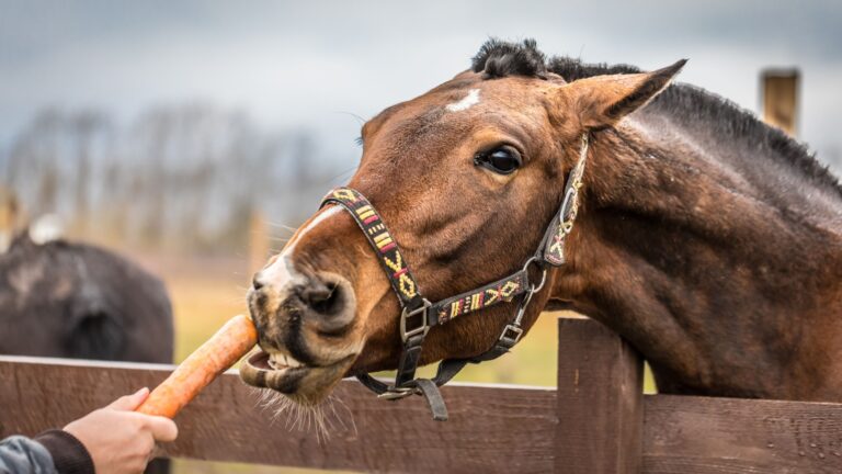 17 Surprising But Effective Horse Training Strategies