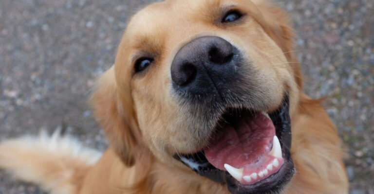 17 Things Dogs Only Do When They Trust You