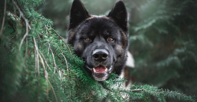 17 Things To Know Before Getting An American Akita
