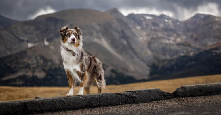 17 Things You Didn’t Know About Australian Shepherds