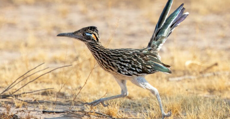17 Things You Never Knew About Roadrunners