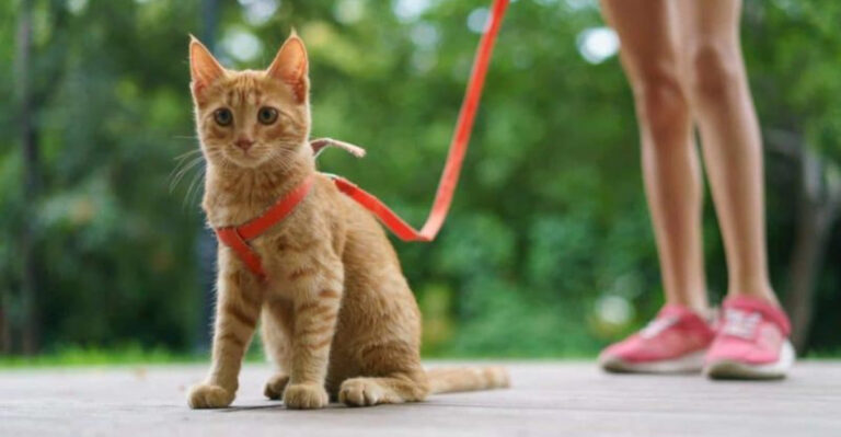 17 Things You’re Probably Doing Wrong As A New Cat Owner