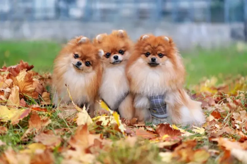 Pomeranian
