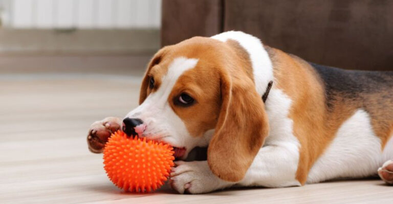 17 Tips For Socializing A Shy Dog
