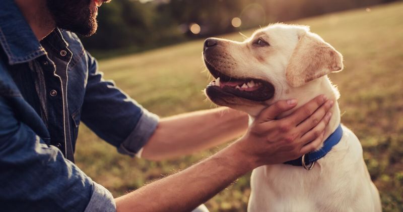 The Dog's Sixth Sense