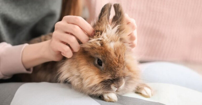 17 Ways Animals Can Sense Our Emotions That Will Surprise You