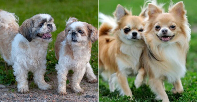 17 Ways Chihuahuas And Shih Tzus Are Totally Different