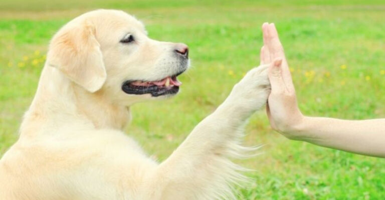 17 Ways To Bond With Your Dog And Create The Best Relationship