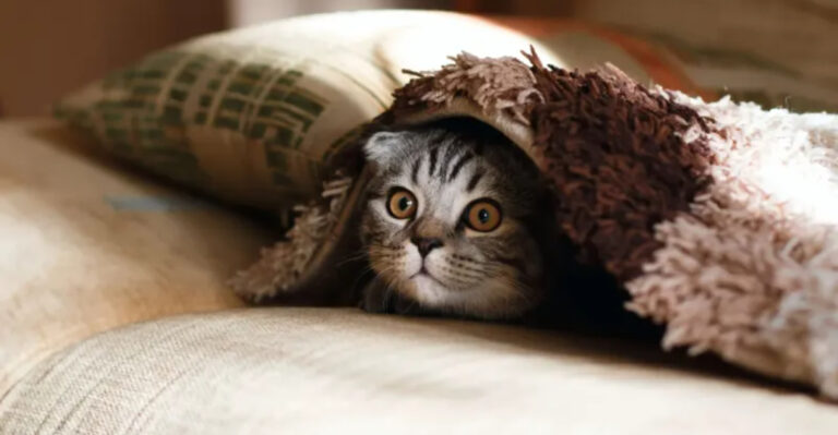17 Ways To Make Your Home Emotionally Inviting For Shy Cats