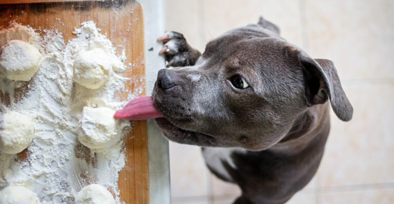 17 Ways You Might Be Encouraging Bad Behavior In Your Dog