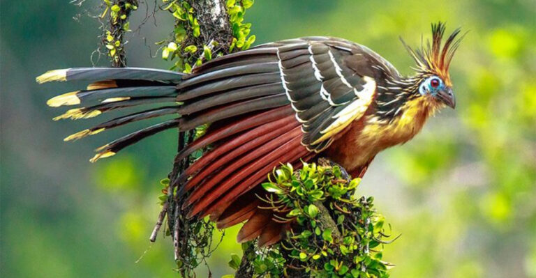 17 Wild Animal Subspecies You’ve Likely Never Heard Of