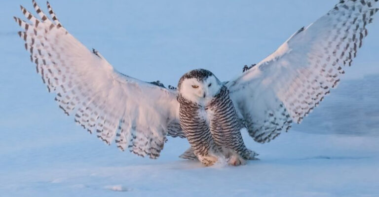 17 Wild Birds That Shouldn’t Be Kept As Pets