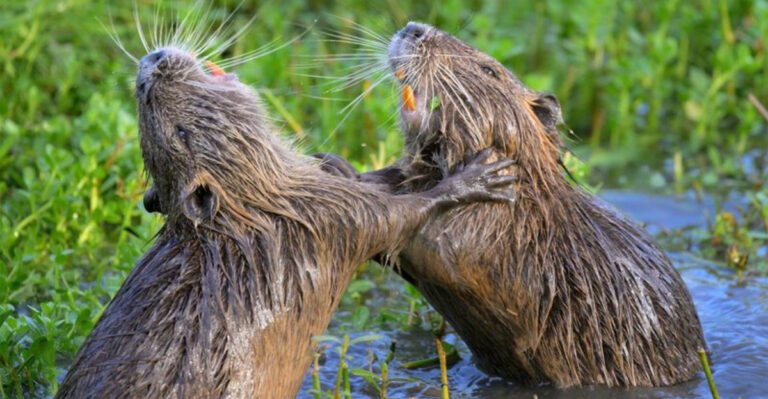 17 Wild Facts About The Giant Pond Rat That Changed U.S. Landscapes