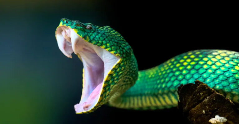17 Easy Ways To Tell If A Snake Might Be Venomous