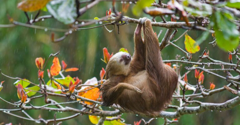 18 Animals That Can Sleep With Their Heads Upside Down
