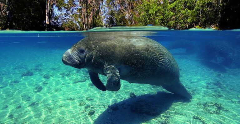 18 Aquatic Animals And Their Fascinating Habitat