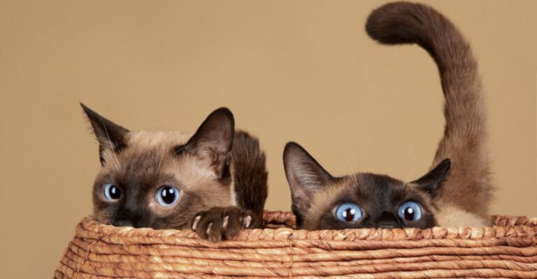 18 Cat Breeds That Maintain Their Kitten-Like Playfulness