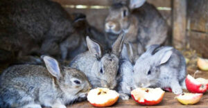 18 Common Foods You Should Never Feed Your Rabbit