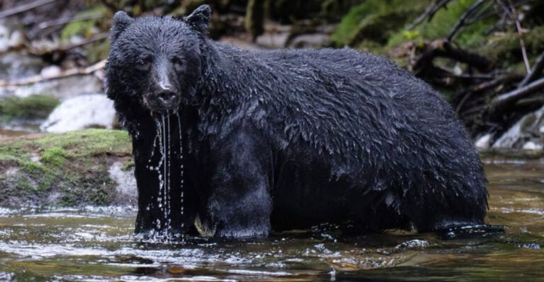 18 Creatures To Watch Out For While Hiking