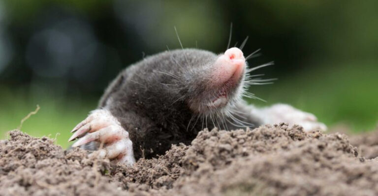 18 Creatures With The Worst Vision In The Animal Kingdom