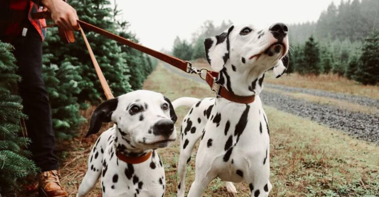 18 Dog Breeds Losing Popularity According To The AKC