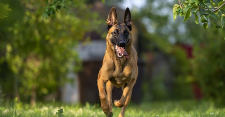 18 Dog Breeds That Might Be Too Much For The Typical Household