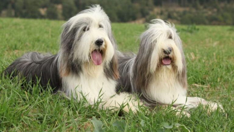 18 Dog Breeds With The Most Adorable Beards And Mustaches