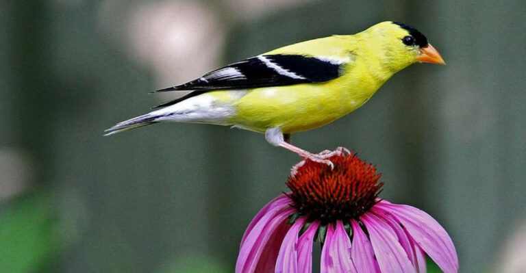 18 Easy Tricks To Attract More Goldfinches To Your Yard