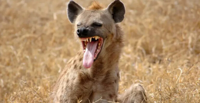 18 Facts About Hyenas That’ll Change Your View On These Misunderstood Creatures