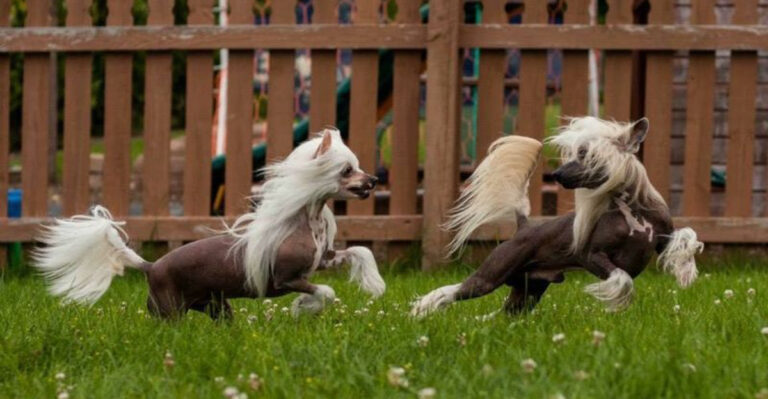 18 Fascinating Facts About Chinese Crested Dogs